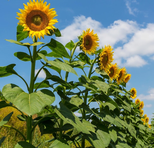 Sunflower