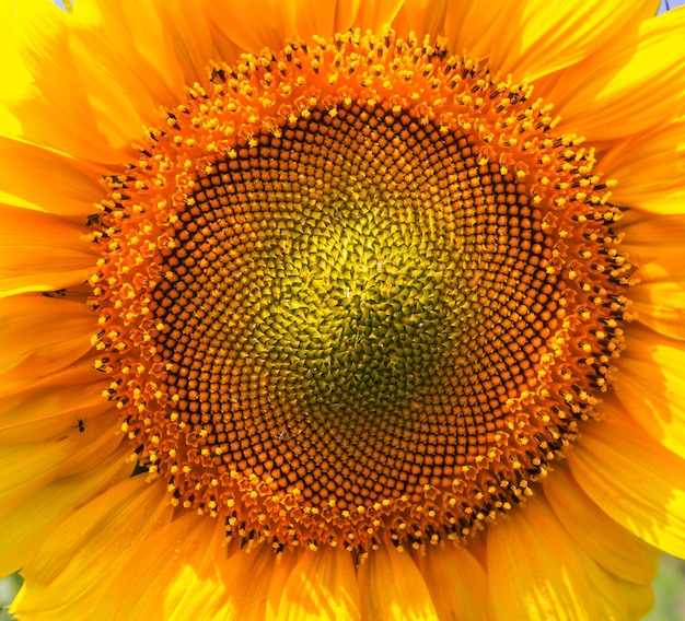 Sunflower