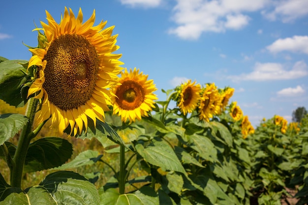 Sunflower