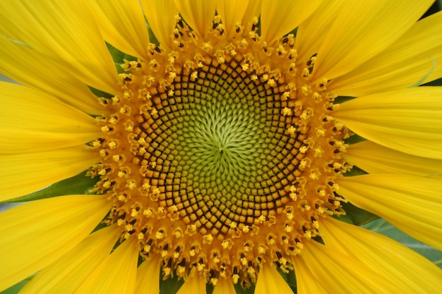 Photo sunflower