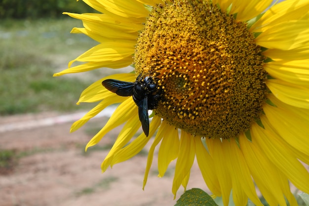 sunflower 