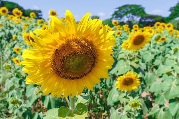 Sunflower