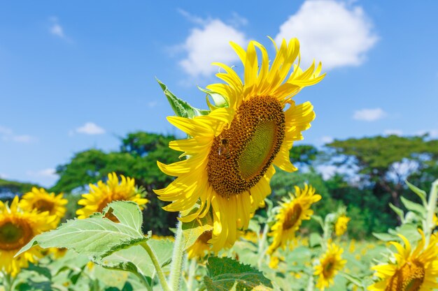 해바라기