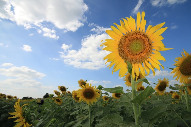 Sunflower 