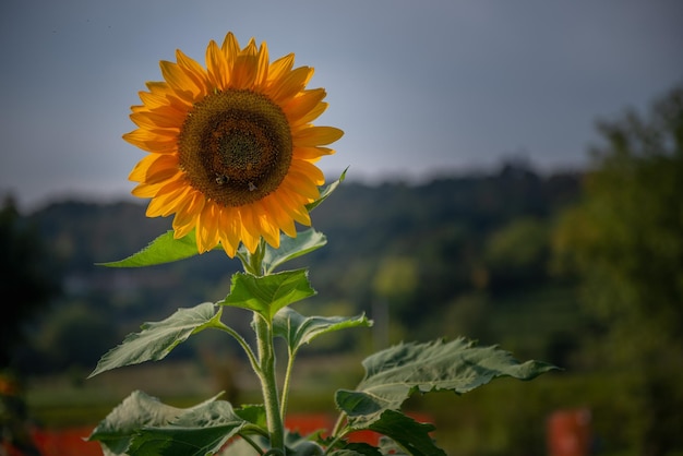 Sunflower