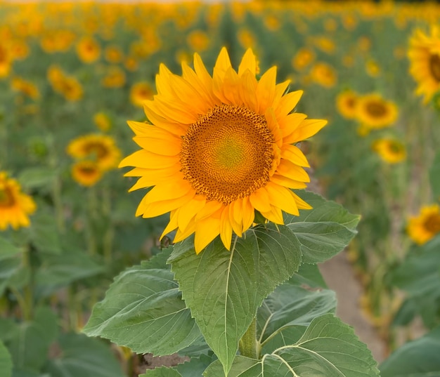 sunflower