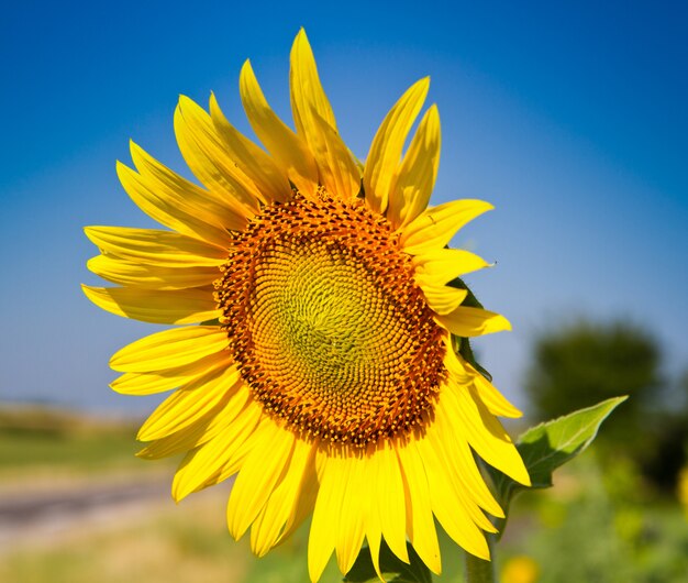 sunflower