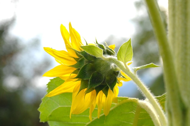 sunflower