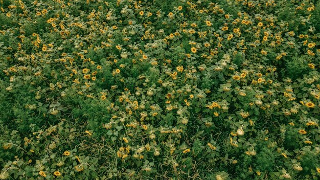 Sunflowers aerial view