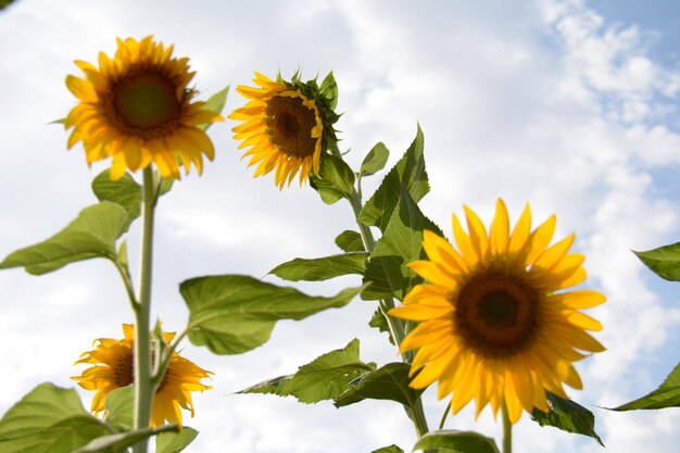 Sunflowers against a cloudy sky