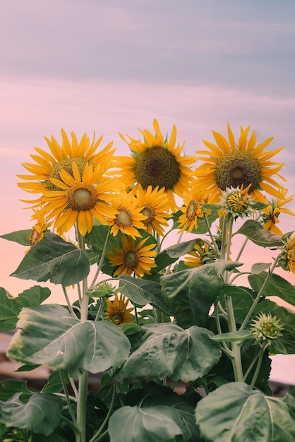 Sunflowers against sunset sky without people