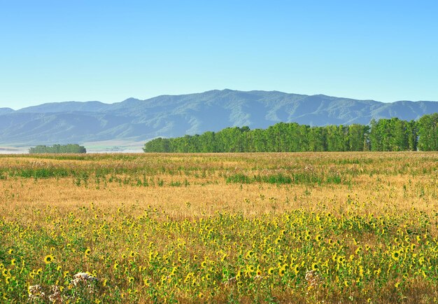 Sunflowers on an agricultural field in autumn under a blue morning sky Altai Territory Russia