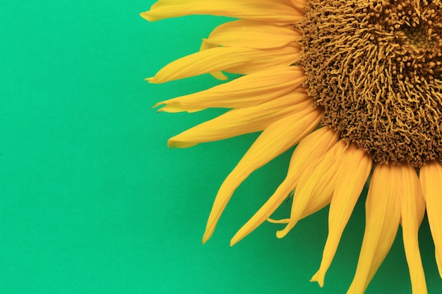 Sunflowers are blooming on the background.