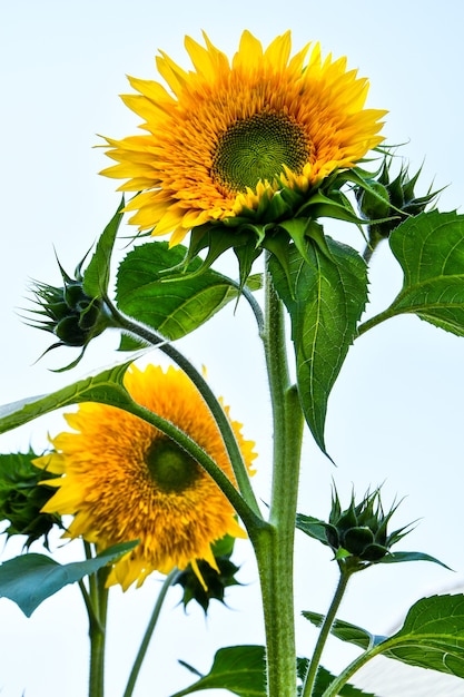 Sunflowers are blooming in a field at early fall sunlight, Beautiful sunflowers in garden with sunbeams, summer outdoor nature background. Copy space, Vertical photo