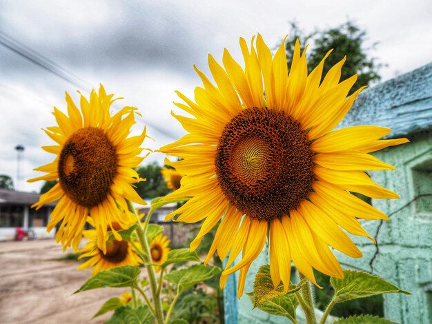 The sunflowers are blooming in the morning