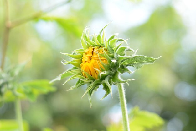 Sunflowers are blooming