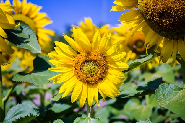 Photo sunflowers are blooming.