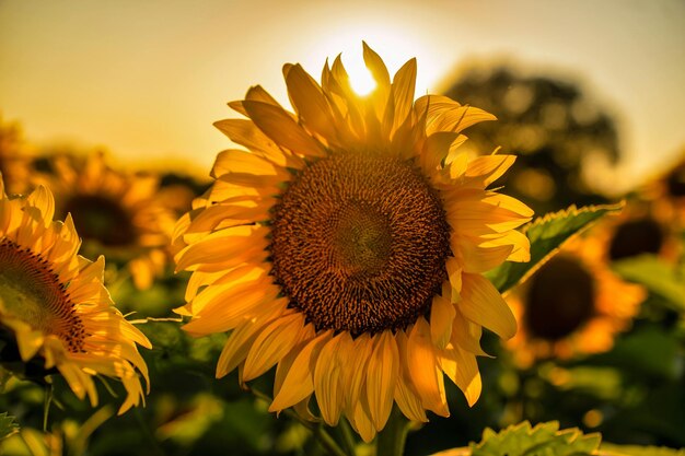 写真 太陽の花は大胆で陽気な花で 大きな花ですぐに認識できます