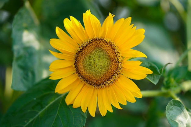 写真 太陽の花は大胆で陽気な花で 大きな花ですぐに認識できます