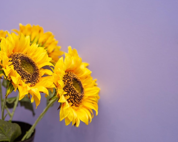 Sunflowers are in a vase with a purple background