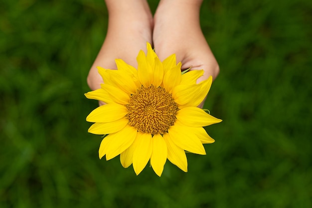 Foto i girasoli sono avvolti intorno alle mani