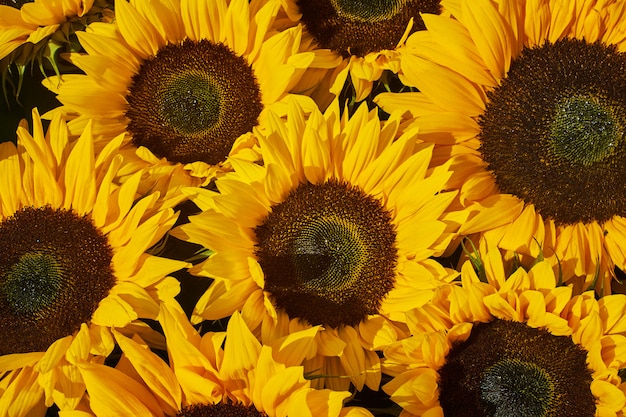 Sunflowers background. 