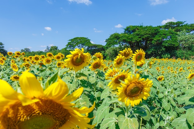 Sunflowers on the beautiful meadow