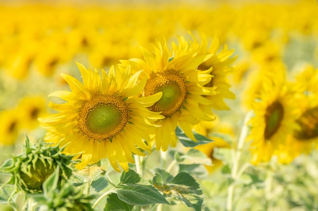 Sunflowers bloom in field at autumn.