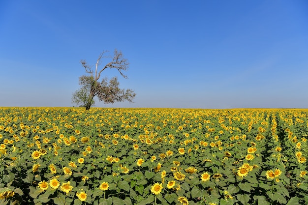 Sunflowers bloom in fields.