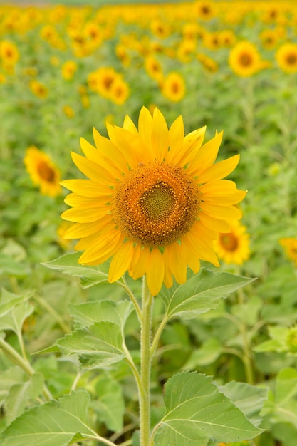 Sunflowers bloom in garden on the autumn.