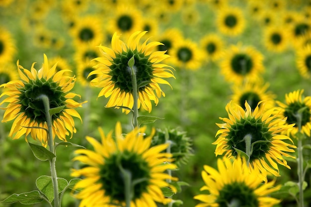 The sunflowers bloom very beautifully.