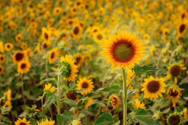 sunflowers blooming at farm
