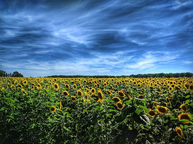 sunflowers blooming on field against cloudy sky