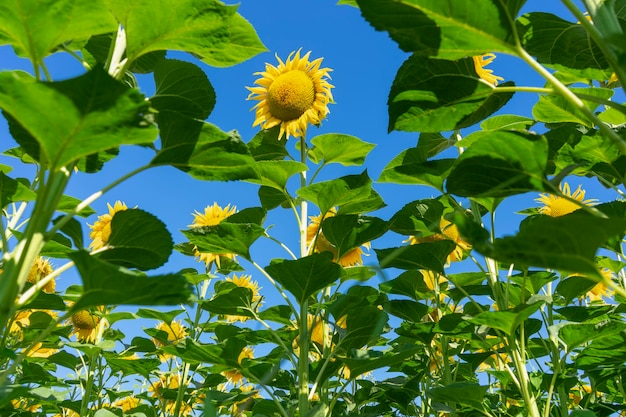 Sunflowers blooming field on blue sky background Bottom up view