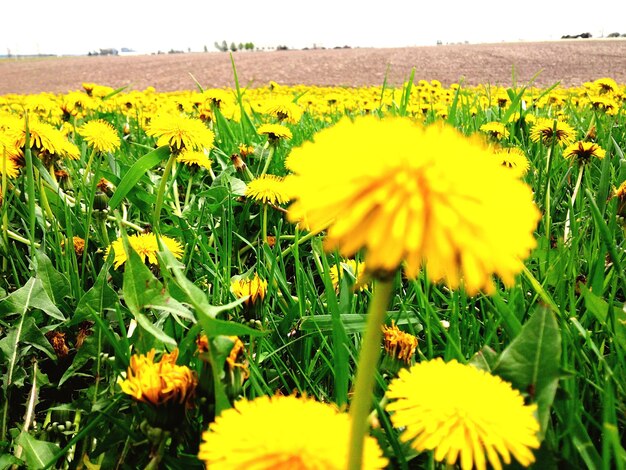 Sunflowers blooming on field