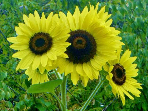 Sunflowers blooming on field