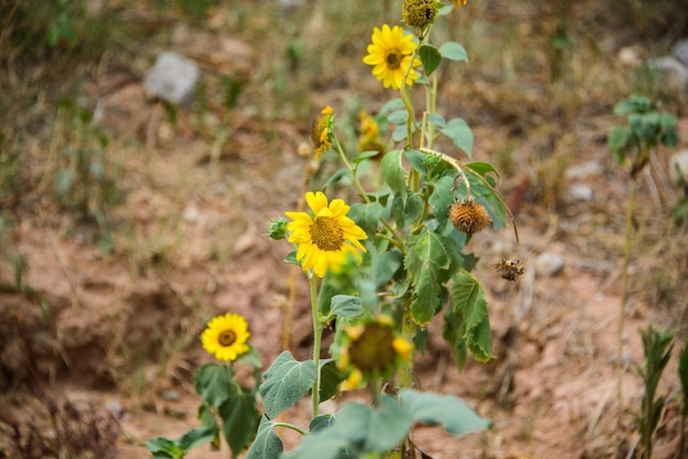 Sunflowers blooming in a garden