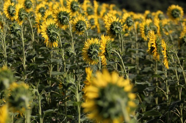 Sunflowers blooming on plants