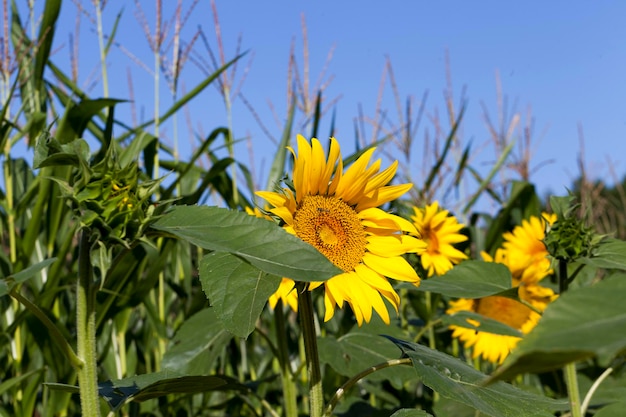 Sunflowers blooming in the summer