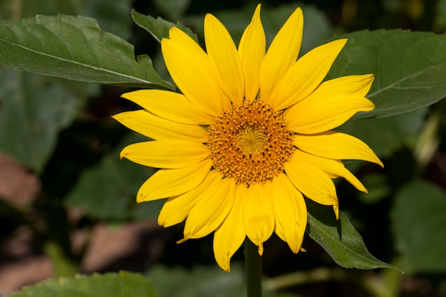 Girasoli che sbocciano in estate