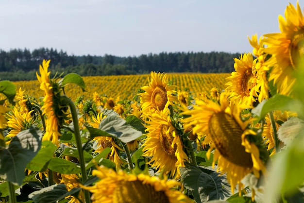 Sunflowers blooming in the summer