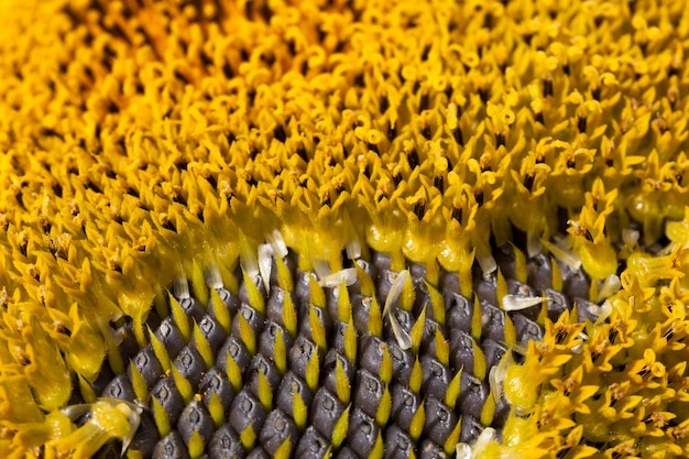 Sunflowers blooming in the summer