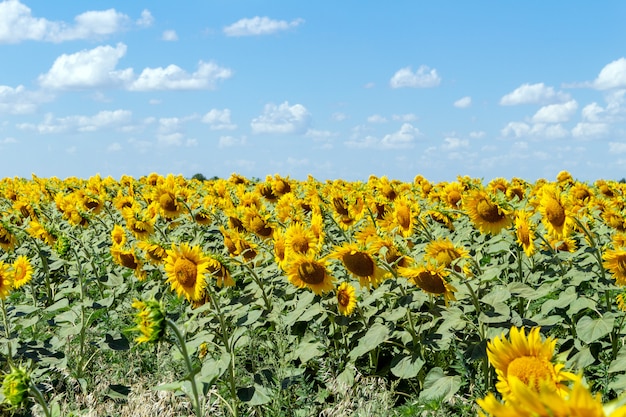 Sunflowers on the blue sky  agriculture farming rural economy agronomy concept