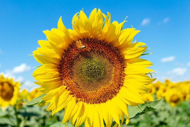 Sunflowers on the blue sky background. Agriculture farming agronomy concept.