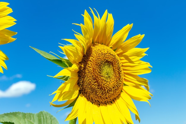 Sunflowers on the blue sky background. agriculture farming economy agronomy concept.