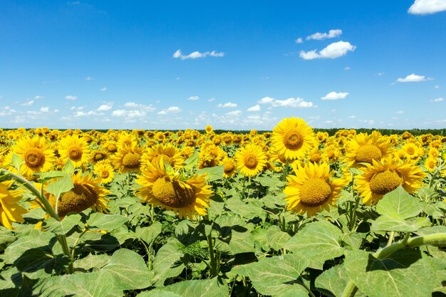 Sunflowers on the blue sky background agriculture farming rural economy agronomy concept