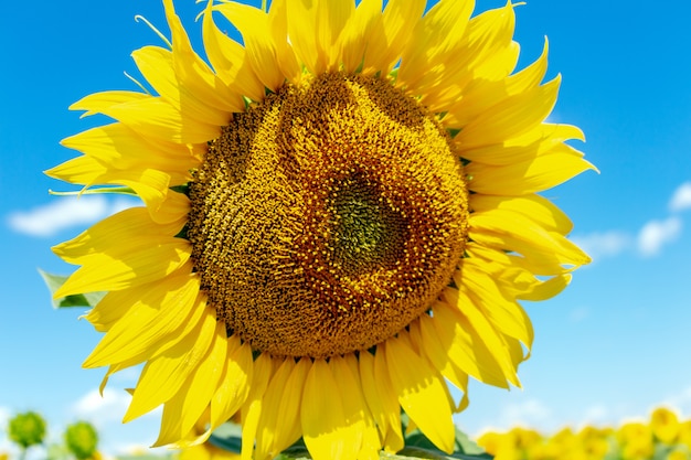 Sunflowers on the blue sky