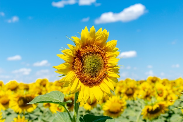 Sunflowers on the blue sky