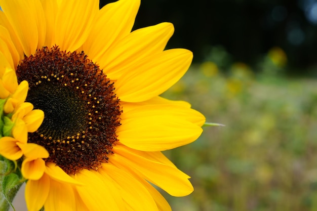 Sunflowers close up black and yellow striped bee honey bee pollinating sunflowers close up