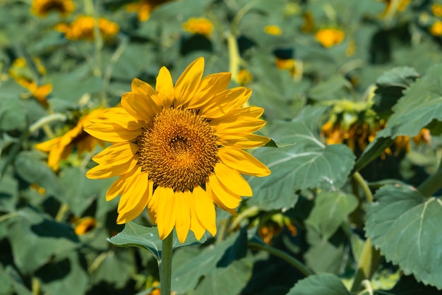 Sunflowers in a farm field